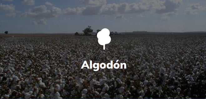 algodon